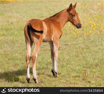Nice colt in the field over the green grass