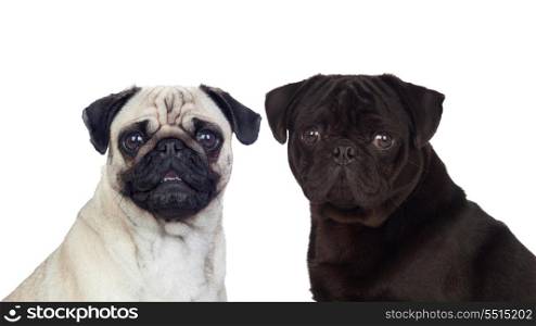 Nice couple of pug carlino dogs isolated on white background