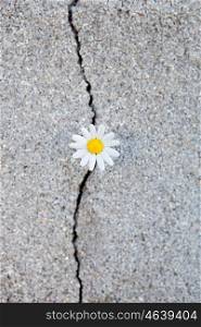 Nice daisy born from a crack in the asphalt