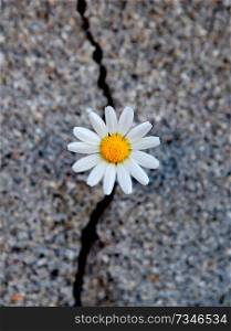 Nice daisy born from a crack in the asphalt