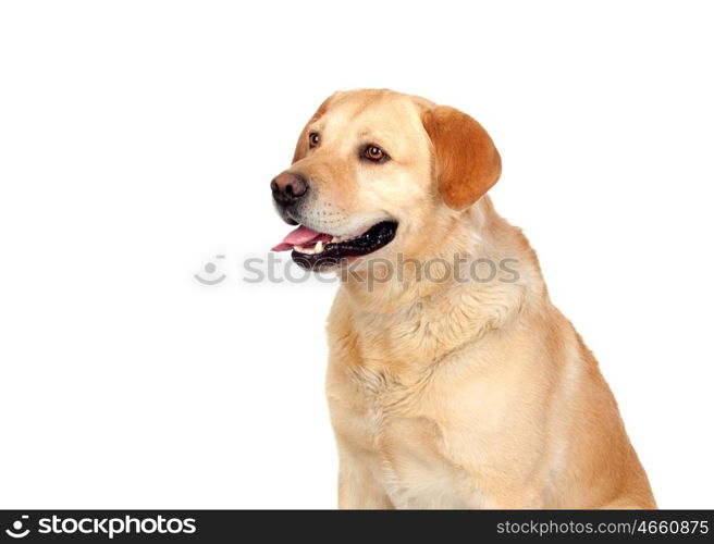 Nice dog labrador breed isolated on white background