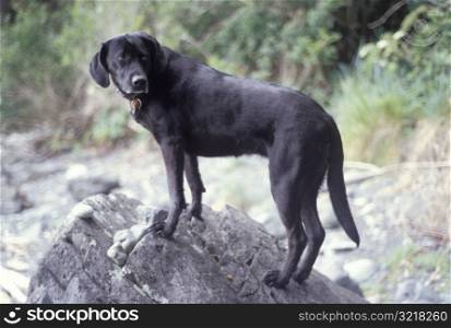 Nice Dog Standing on Rock