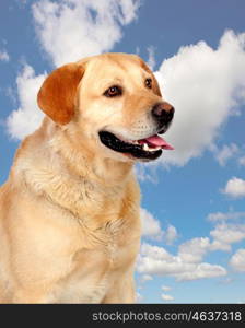 Nice dog with a beautiful sky of background