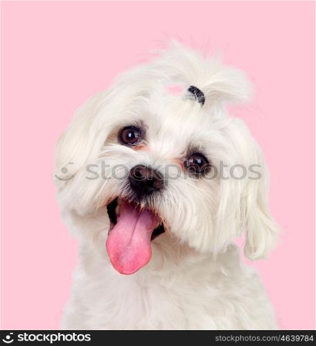 Nice dog with a funny pigtail on a pink background