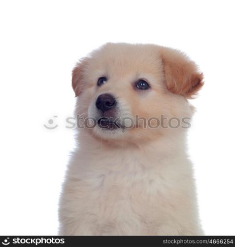 Nice dog with soft white hair isolated