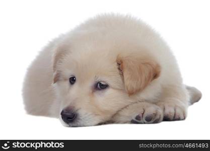 Nice dog with soft white hair sleeping isolated
