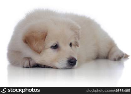 Nice dog with soft white hair sleeping isolated