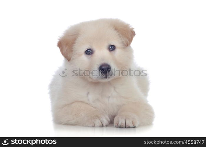 Nice dog with soft white hair tired isolated