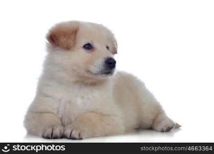 Nice dog with soft white hair tired isolated