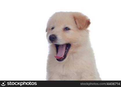 Nice dog with soft white hair yawning isolated