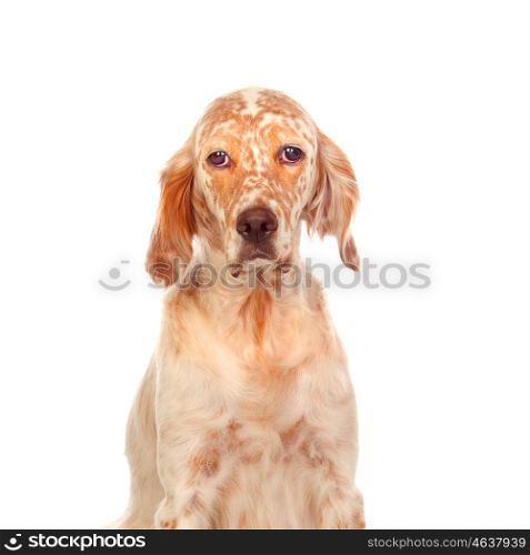 Nice English Setter with red spots isolated on white background