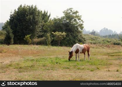 Nice free horse in the pastures of Extremadura in Spain