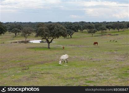 Nice free horse in the pastures of Extremadura in Spain