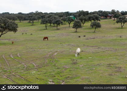 Nice free horse in the pastures of Extremadura in Spain