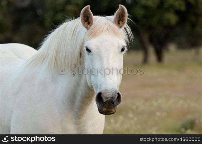 Nice free white horse in the pastures of Extremadura in Spain