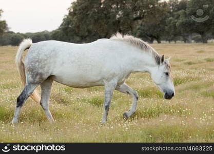 Nice free white horse in the pastures of Extremadura in Spain