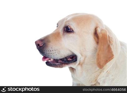 Nice golden labrador dog isolated on a white background