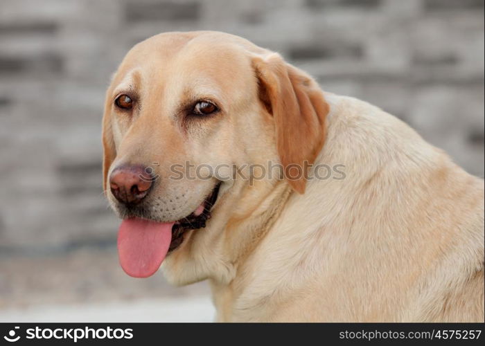 Nice golden labrador dog showing the tongue