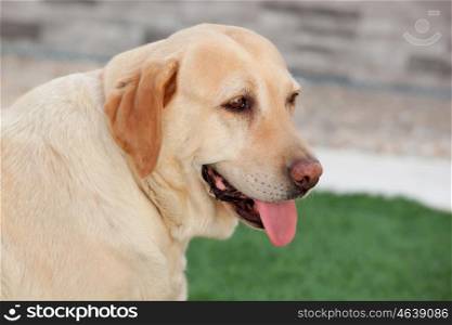 Nice golden labrador dog showing the tongue