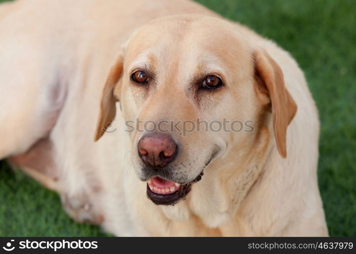 Nice golden labrador dog sitting on the grass