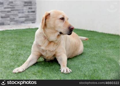 Nice golden labrador dog sitting on the grass