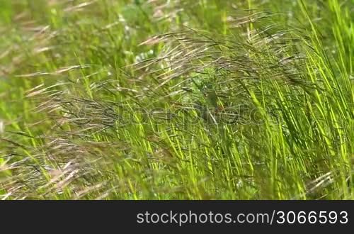 Nice grass sways in the wind