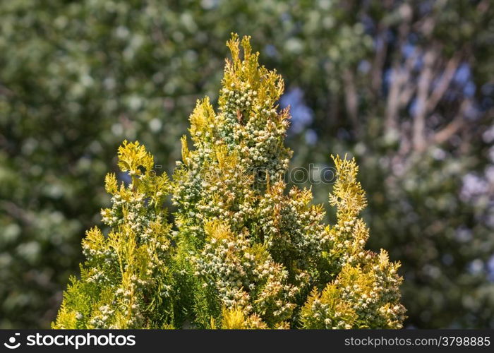 Nice green bush