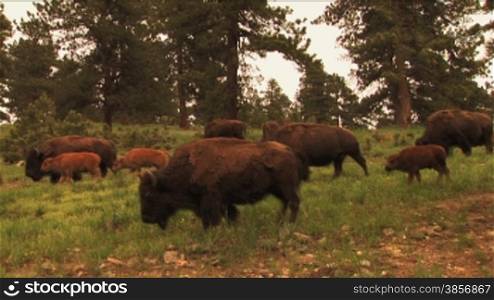 Nice HD shots of buffalo grazing on lush spring field grasses. Great for themes of domesticated animals, ranching, food production, nature, American culture, seasonal, animal babies.