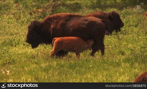 Nice HD shots of buffalo grazing on lush spring field grasses. Great for themes of domesticated animals, ranching, food production, nature, American culture, seasonal, animal babies.