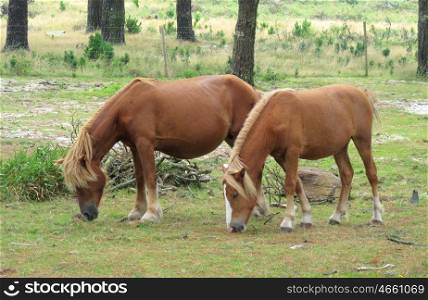 Nice horse with her ??foal grazing in the meadow