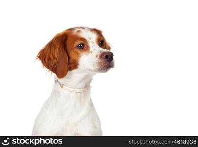 Nice hunting dog isolated on a white background