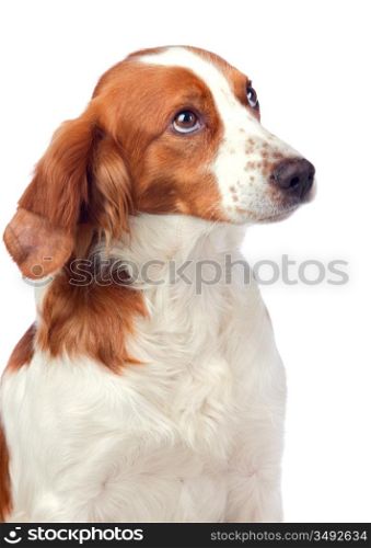 Nice hunting dog isolated on white background