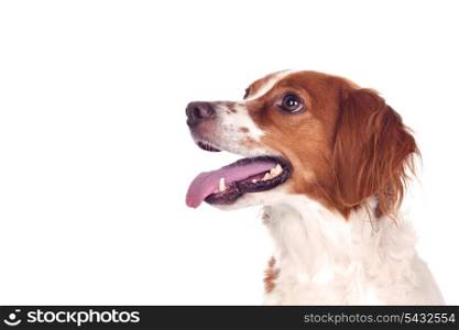 Nice hunting dog isolated on white background