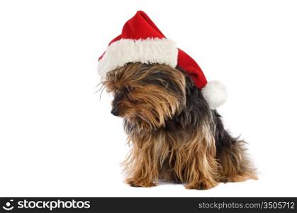 Nice little dog with Santa Claus hat a over white background