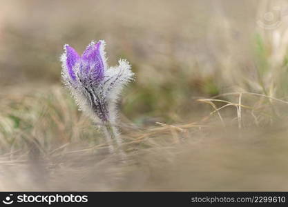 Nice little purple flower in the spring. Beautiful nature background for spring time on the meadow. Pasqueflower flower  Pulsatilla grandis 