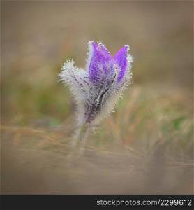 Nice little purple flower in the spring. Beautiful nature background for spring time on the meadow. Pasqueflower flower  Pulsatilla grandis 