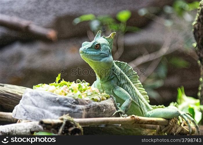 nice lizard jungle areas with green tones