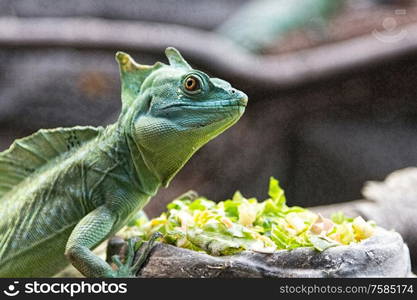 nice lizard jungle areas with green tones