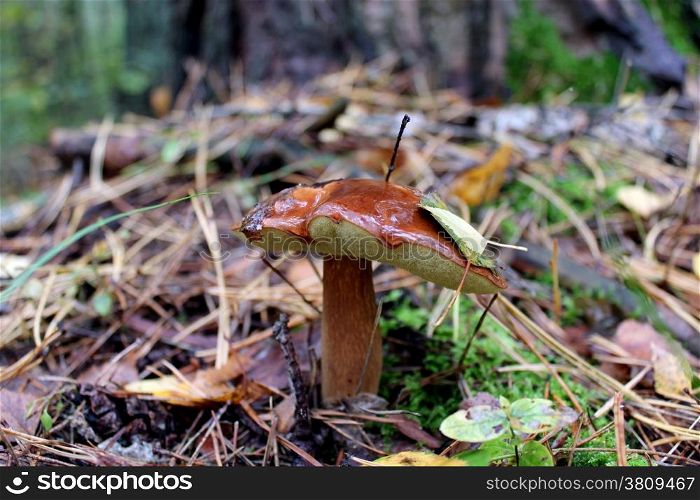 nice mushroom of Suillus in the forest