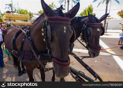 nice pair of black Andalusian horses with their preparations straps to pull a carriage