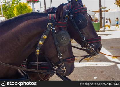 nice pair of black Andalusian horses with their preparations straps to pull a carriage