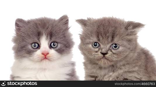 Nice pair of gray kittens isolated on white background