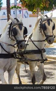 nice pair of white Andalusian horses with their preparations straps to pull a carriage