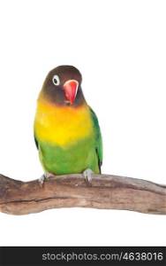 Nice parrot with red beak and yellow and green plumage on white background