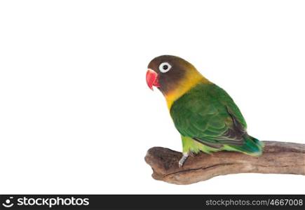 Nice parrot with red beak and yellow and green plumage on white background