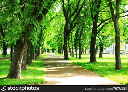 nice path in the beautiful city summer park with green trees