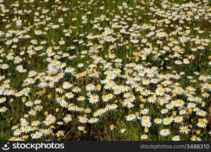 Nice photo of spring with many flowers on the grass