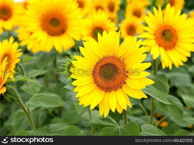 Nice photo of sunflowers in the field