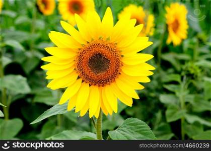 Nice picture of a sunflower in the field