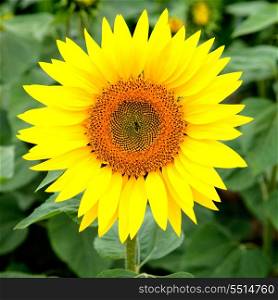 Nice picture of a sunflower in the field